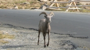 PICTURES/Mount Evans and The Highest Paved Road in N.A - Denver CO/t_Sheep6.JPG